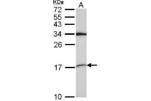 WB Image Sample (30 ug of whole cell lysate) A: A549 15% SDS PAGE antibody diluted at 1:1000 (SNRPD2 anticorps)