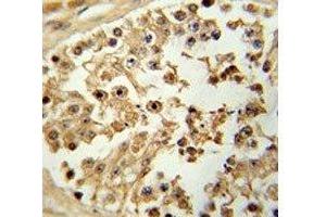 IHC analysis of FFPE human testis tissue stained with EIF4E antibody