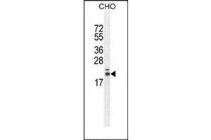 Western blot analysis of RNF185 Antibody  in CHO cell line lysates (35ug/lane). (RNF185 anticorps  (Middle Region))