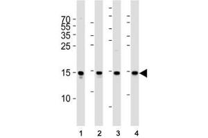 Western blot analysis of lysate from (1) Raji cell line, (2) human spleen, (3) mouse brain and (4) rat brain tissue lysate using FIS1 antibody at 1:1000. (Fission 1 anticorps  (N-Term))