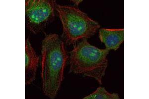 Immunofluorescence analysis of HeLa cells using SKP1 monoclonal antobody, clone 4E11  (green). (SKP1 anticorps)