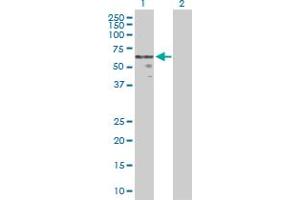 Western Blot analysis of WNT2B expression in transfected 293T cell line by WNT2B MaxPab polyclonal antibody.