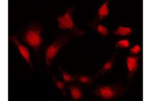 ABIN6269400 staining NIH-3T3 by IF/ICC.