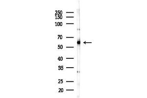 anti-EH-Domain Containing 1 (EHD1) (C-Term) antibody