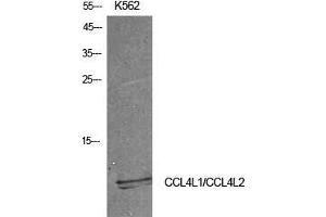 Western Blot (WB) analysis of K562 cells using MIP-1b Polyclonal Antibody.
