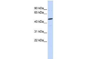 WB Suggested Anti-CSPG5 Antibody Titration:  0. (CSPG5 anticorps  (N-Term))