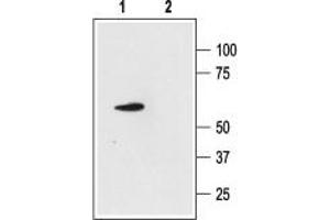 Western blot analysis of rat cerebellum lysate: - 1. (KCNK4 anticorps  (C-Term, Intracellular))