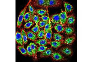 Immunofluorescence analysis of MCF-7 cells using TTF1 mouse mAb (green).
