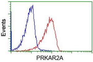 Image no. 1 for anti-Protein Kinase, CAMP-Dependent, Regulatory, Type II, alpha (PRKAR2A) antibody (ABIN1500254) (PRKAR2A anticorps)