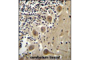 BEND6 Antibody (C-term) (ABIN656518 and ABIN2845788) immunohistochemistry analysis in formalin fixed and paraffin embedded human cerebellum tissue followed by peroxidase conjugation of the secondary antibody and DAB staining. (BEND6 anticorps  (C-Term))