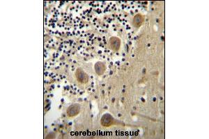 BEND6 Antibody (C-term) (ABIN656518 and ABIN2845788) immunohistochemistry analysis in formalin fixed and paraffin embedded human cerebellum tissue followed by peroxidase conjugation of the secondary antibody and DAB staining. (BEND6 anticorps  (C-Term))
