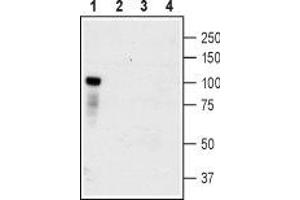 Western blot analysis of HEK-TrkC transfected cells (lanes 1 and 3) and HEK untransfected cells (lanes 2 and 4) lysates: - 1,2.