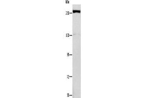 Western Blotting (WB) image for anti-Extra Spindle Poles Like 1 (ESPL1) antibody (ABIN2434612) (Separase anticorps)