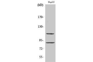 Western Blotting (WB) image for anti-Zinc Finger Protein 148 (ZNF148) (N-Term) antibody (ABIN3187522) (ZNF148 anticorps  (N-Term))