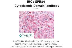 Image no. 1 for anti-G Protein-Coupled Receptor 84 (GPR84) (3rd Cytoplasmic Domain) antibody (ABIN1735180) (GPR84 anticorps  (3rd Cytoplasmic Domain))