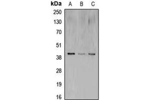 Western blot analysis of CREB expression in MCF7 (A), mouse brain (B), rat brain (C) whole cell lysates.