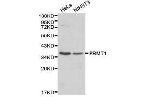 Western Blotting (WB) image for anti-Protein Arginine Methyltransferase 1 (PRMT1) antibody (ABIN1874325) (PRMT1 anticorps)