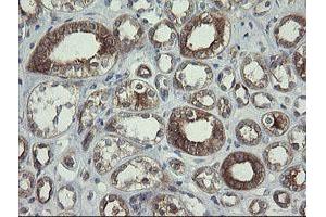 Image no. 1 for anti-Polymerase (RNA) III (DNA Directed) Polypeptide C (62kD) (POLR3C) antibody (ABIN1500340)