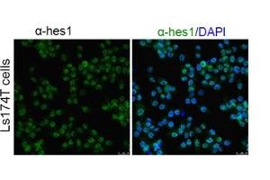 transfected Ls174T cell lysate at 50ug/ml.