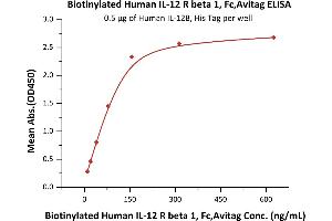 Immobilized Human IL-12B, His Tag (ABIN2181334,ABIN3071755,ABIN6810016) at 5 μg/mL (100 μL/well) can bind Biotinylated Human IL-12 R beta 1, Fc,Avitag (ABIN6731329,ABIN6809867) with a linear range of 10-78 ng/mL (QC tested).