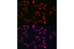 anti-BH3 Interacting Domain Death Agonist (BID) (AA 1-130) antibody