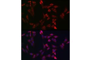 Immunofluorescence analysis of NIH-3T3 cells using Bid Rabbit pAb (ABIN3020687, ABIN3020688, ABIN3020689, ABIN1512634 and ABIN6213669) at dilution of 1:150 (40x lens). (BID anticorps  (AA 1-130))