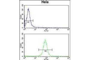 CALM1 Antibody (C-term) (ABIN652489 and ABIN2842329) flow cytometry analysis of Hela cells (bottom histogram) compared to a negative control cell (top histogram). (Calmodulin 1 anticorps  (C-Term))
