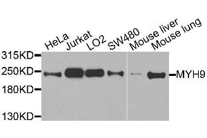 Western blot analysis of extracts of various cell lines, using MYH9 antibody. (Myosin 9 anticorps  (AA 1711-1960))