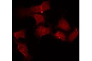 ABIN6275295 staining 293 by IF/ICC.