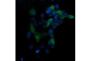 Image no. 1 for anti-Mitogen-Activated Protein Kinase 13 (MAPK13) antibody (ABIN1499956)