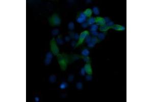 Image no. 1 for anti-Mitogen-Activated Protein Kinase 13 (MAPK13) antibody (ABIN1499956) (MAPK13 anticorps)