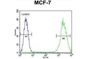 Flow cytometric analysis of MCF-7 cells usinmg Galectin-3 Antibody (C-term) Cat. (Galectin 3 anticorps  (C-Term))