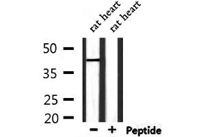 Western blot analysis of extracts from rat heart , using LAMP2 Antibody. (LAMP2 anticorps  (C-Term))