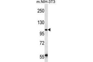 UBAP2 Antibody (N-term) western blot analysis in mouse NIH-3T3 cell line lysates (35 µg/lane). (UBAP2 anticorps  (N-Term))