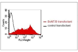 FACS analysis of BOSC23 cells using GR-3G7. (Botulinum Neurotoxin Type B (BoNT/B) anticorps)