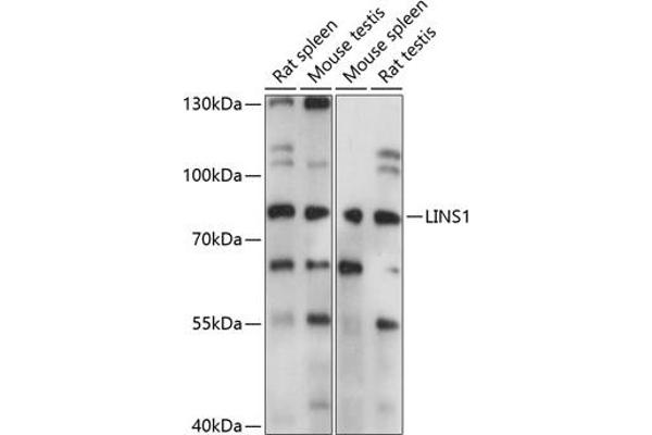 LINS 抗体  (AA 1-100)