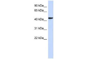 Western Blotting (WB) image for anti-Sphingomyelin Synthase 2 (SGMS2) antibody (ABIN2459623) (Sphingomyelin Synthase 2 anticorps)
