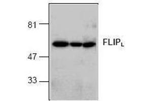 Image no. 1 for anti-CASP8 and FADD-Like Apoptosis Regulator (CFLAR) (C-Term), (long form) antibody (ABIN126994) (FLIP anticorps  (C-Term, long form))