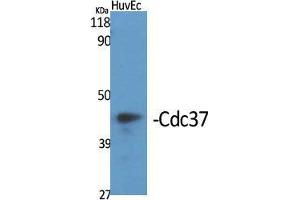 Western Blot (WB) analysis of specific cells using Cdc37 Polyclonal Antibody. (CDC37 anticorps  (Tyr593))