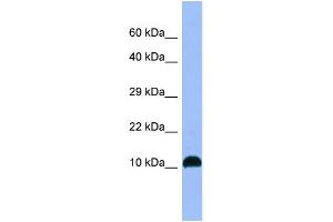 WB Suggested Anti-NPB Antibody Titration: 1. (Neuropeptide B anticorps  (C-Term))