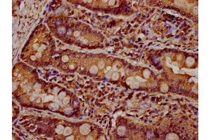 IHC image of ABIN7162659 diluted at 1:600 and staining in paraffin-embedded human small intestine tissue performed on a Leica BondTM system. (PARD3 anticorps  (AA 1068-1356))