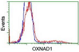 HEK293T cells transfected with either RC203565 overexpress plasmid (Red) or empty vector control plasmid (Blue) were immunostained by anti-OXNAD1 antibody (ABIN2454736), and then analyzed by flow cytometry. (OXNAD1 anticorps)