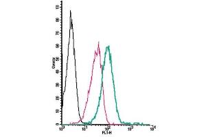 Cell surface detection of NPY1R by direct flow cytometry in live intact human  monocytic leukemia cell line: + Rabbit IgG isotype control-FITC. (NPY1R anticorps  (Extracellular) (FITC))
