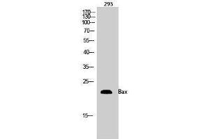 Western Blotting (WB) image for anti-BCL2-Associated X Protein (BAX) (Internal Region) antibody (ABIN3183484)