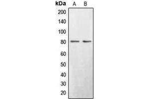 Western blot analysis of BRD3 expression in Saos2 (A), HepG2 (B) whole cell lysates.