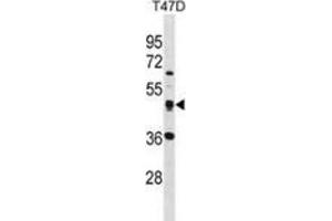 Western blot analysis in T47D cell line lysates (35ug/lane) using SQRDL Antibody . (SQRDL anticorps  (Middle Region))