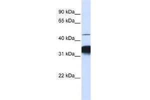 WB Suggested Anti-RXRA Antibody Titration: 0. (Retinoid X Receptor alpha anticorps  (C-Term))