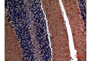 Immunohistochemistry (IHC) analysis of paraffin-embedded Mouse Brain, antibody was diluted at 1:100. (alpha Fetoprotein anticorps  (Internal Region))