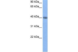 WB Suggested Anti-RBM9 Antibody Titration:  0. (RBM9 anticorps  (N-Term))