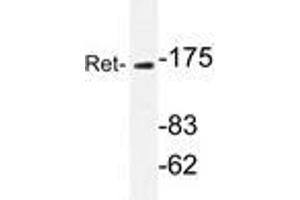 Western blot analyzes of Ret antibody in extracts from K562 cells. (Ret Proto-Oncogene anticorps)